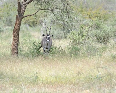 Oryx-010613-Samburu National Reserve, Kenya-#1613.jpg