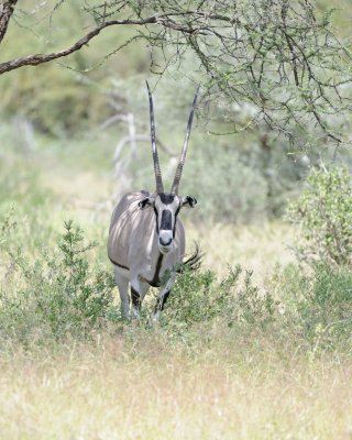 Oryx-010613-Samburu National Reserve, Kenya-#1695.jpg