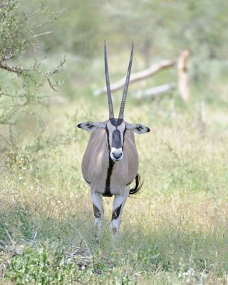 Oryx-010613-Samburu National Reserve, Kenya-#1760.jpg