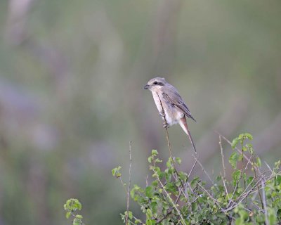 Shrike, Red-Tailed--010613-Samburu National Reserve, Kenya-#2322.jpg