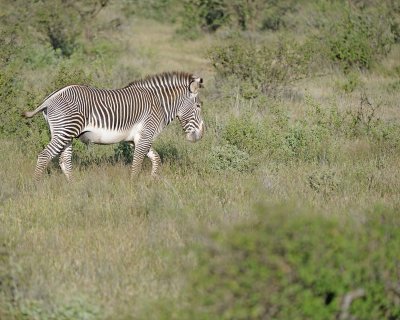 Zebra, Grevy's-010613-Samburu National Reserve, Kenya-#0444.jpg