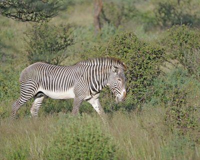 Zebra, Grevy's-010613-Samburu National Reserve, Kenya-#0459.jpg