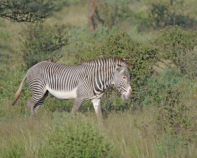 Zebra, Grevy's-010613-Samburu National Reserve, Kenya-#0460.jpg