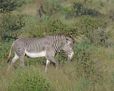 Zebra, Grevy's-010613-Samburu National Reserve, Kenya-#0462.jpg