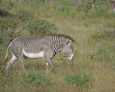 Zebra, Grevy's-010613-Samburu National Reserve, Kenya-#0474.jpg