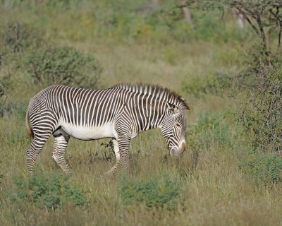 Zebra, Grevy's-010613-Samburu National Reserve, Kenya-#0477.jpg