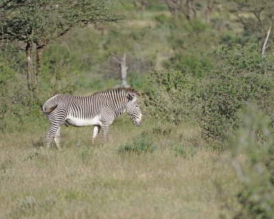 Zebra, Grevy's-010613-Samburu National Reserve, Kenya-#0513.jpg