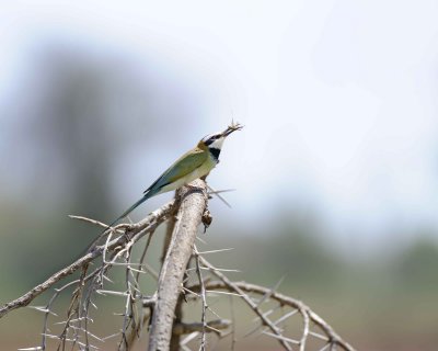 Bee-eater, White-throated, w Grasshoper-010713-Samburu National Reserve, Kenya-#1533.jpg