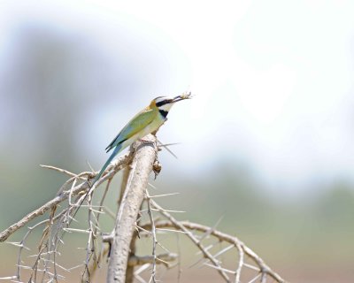 Bee-eater, White-throated, w Grasshoper-010713-Samburu National Reserve, Kenya-#1534.jpg