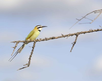Gallery of White-throated Bee-eater