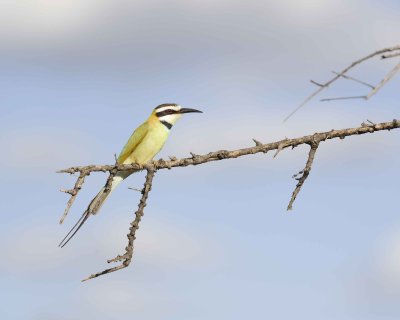 Bee-eater, White-throated-010713-Samburu National Reserve, Kenya-#2534.jpg