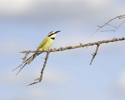 Bee-eater, White-throated-010713-Samburu National Reserve, Kenya-#2536.jpg