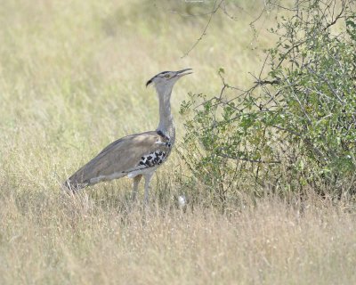 Bustard, Kori-010713-Samburu National Reserve, Kenya-#1127.jpg