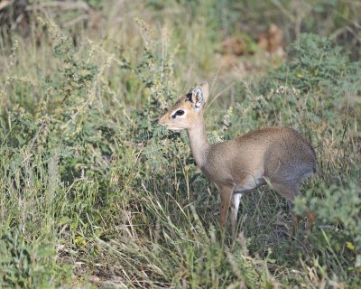Dik-dik, eating-010713-Samburu National Reserve, Kenya-#0318.jpg