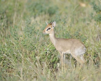 Dik-dik-010713-Samburu National Reserve, Kenya-#0213.jpg