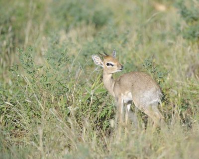 Dik-dik-010713-Samburu National Reserve, Kenya-#0221.jpg