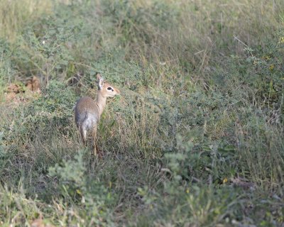 Dik-dik-010713-Samburu National Reserve, Kenya-#0255.jpg