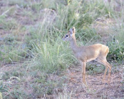 Dik-dik-010713-Samburu National Reserve, Kenya-#2649.jpg