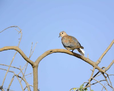 Gallery of Laughing Dove