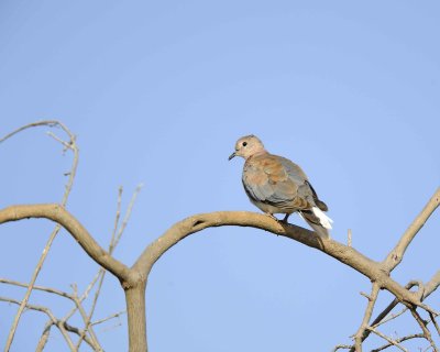 Dove, Laughing-010713-Samburu National Reserve, Kenya-#0185.jpg