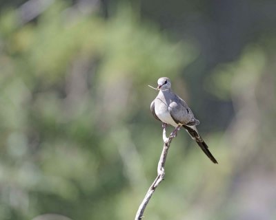 Dove, Namaqua, Female-010713-Samburu National Reserve, Kenya-#1460.jpg