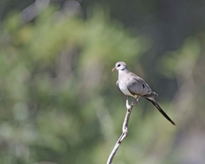 Dove, Namaqua, Female-010713-Samburu National Reserve, Kenya-#1488.jpg