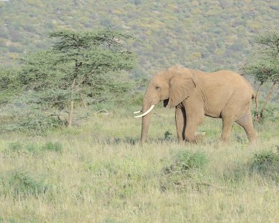 Elephant, African, Bull-010713-Samburu National Reserve, Kenya-#1808.jpg