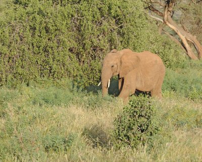 Elephant, African, Calf-010713-Samburu National Reserve, Kenya-#1613.jpg