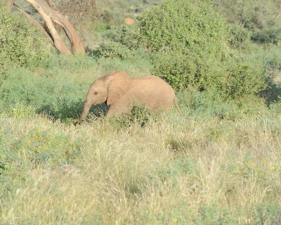 Elephant, African, Calf-010713-Samburu National Reserve, Kenya-#1678.jpg