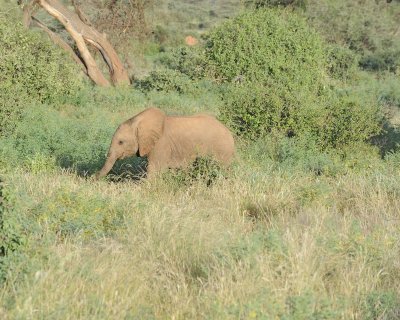Elephant, African, Calf-010713-Samburu National Reserve, Kenya-#1679.jpg
