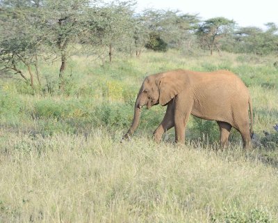 Elephant, African, Calf-010713-Samburu National Reserve, Kenya-#1790.jpg