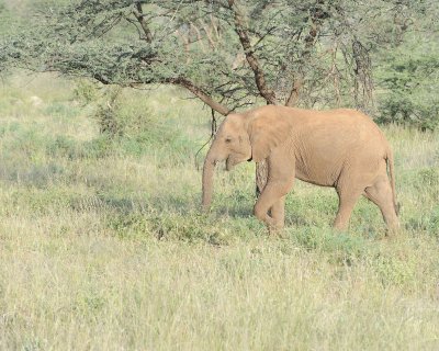 Elephant, African, Calf-010713-Samburu National Reserve, Kenya-#1796.jpg