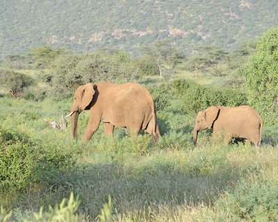 Elephant, African, Cow & Calf-010713-Samburu National Reserve, Kenya-#1685.jpg