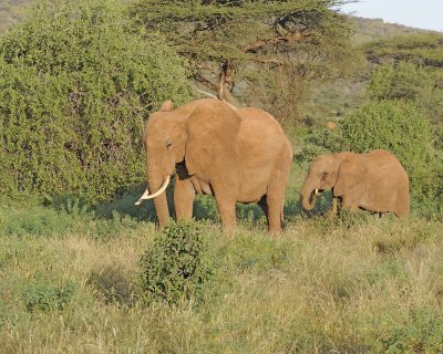 Elephant, African, Cow and Calf-010713-Samburu National Reserve, Kenya-#1596.jpg
