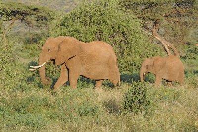 Elephant, African, Cow and Calf-010713-Samburu National Reserve, Kenya-#1610.jpg