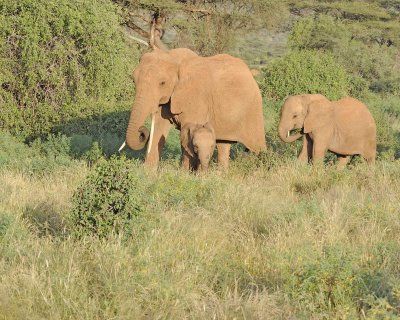 Elephant, African, Cow, Juvenile & Calf-010713-Samburu National Reserve, Kenya-#1628.jpg