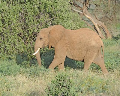 Elephant, African, Cow-010713-Samburu National Reserve, Kenya-#1708.jpg