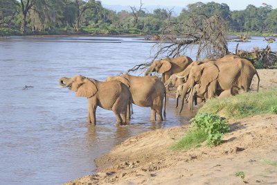 Elephant, African, Herd  in river-010713-Samburu National Reserve, Kenya-#1814.jpg