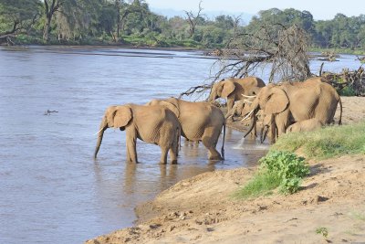 Elephant, African, Herd in river-010713-Samburu National Reserve, Kenya-#1837.jpg