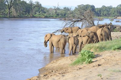 Elephant, African, Herd in river-010713-Samburu National Reserve, Kenya-#1936.jpg