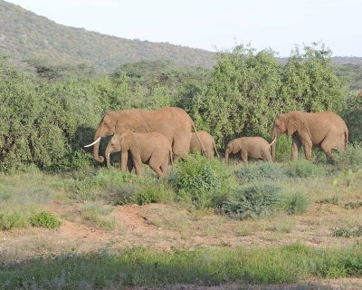 Elephant, African, Herd-010713-Samburu National Reserve, Kenya-#1775.jpg