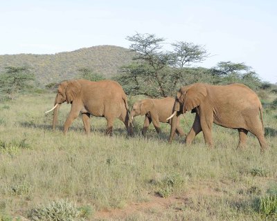 Elephant, African, Herd-010713-Samburu National Reserve, Kenya-#1784.jpg