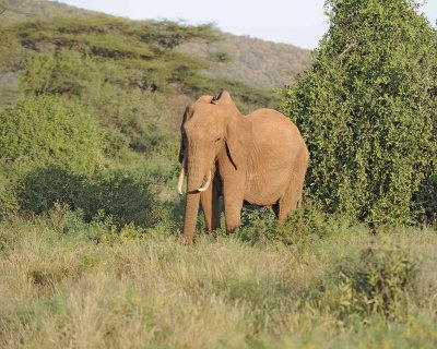 Elephant, African-010713-Samburu National Reserve, Kenya-#1574.jpg