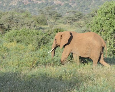 Elephant, African-010713-Samburu National Reserve, Kenya-#1717.jpg