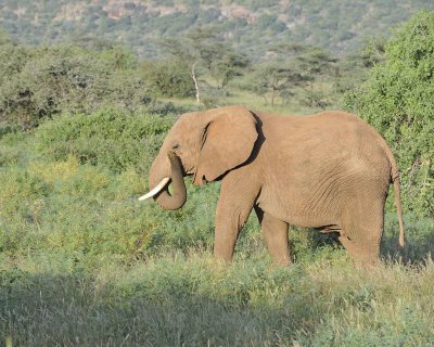 Elephant, African-010713-Samburu National Reserve, Kenya-#1728.jpg
