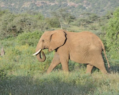 Elephant, African-010713-Samburu National Reserve, Kenya-#1730.jpg