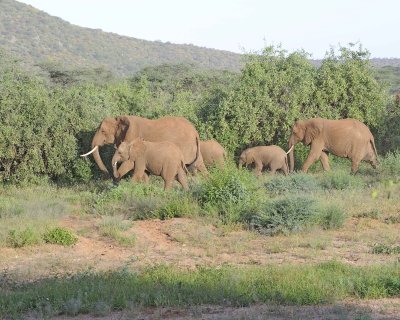 Elephant, African-010713-Samburu National Reserve, Kenya-#1778.jpg