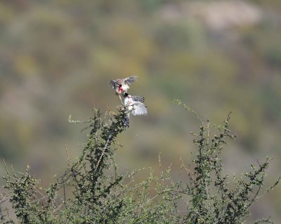 Falcon, Pygmy & Bushshrike, Rosy-Patch fighting-010713-Samburu National Reserve, Kenya-#0471.jpg