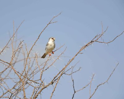 Falcon, Pygmy-010713-Samburu National Reserve, Kenya-#1412.jpg