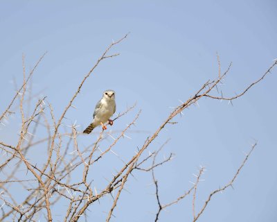 Falcon, Pygmy-010713-Samburu National Reserve, Kenya-#1436.jpg